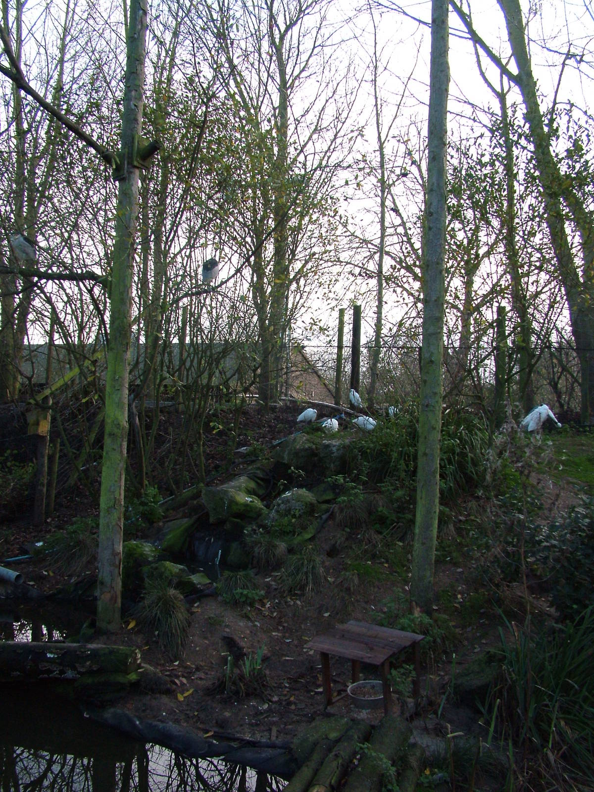 Wetland bird aviary at Wildwood 28/11/09
