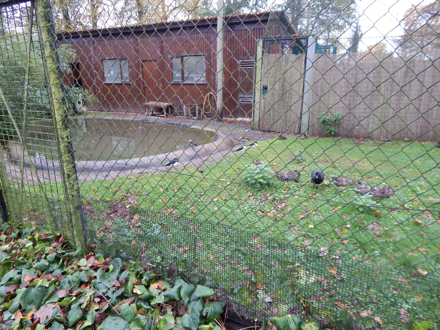 Wetland Bird Nursery 221022