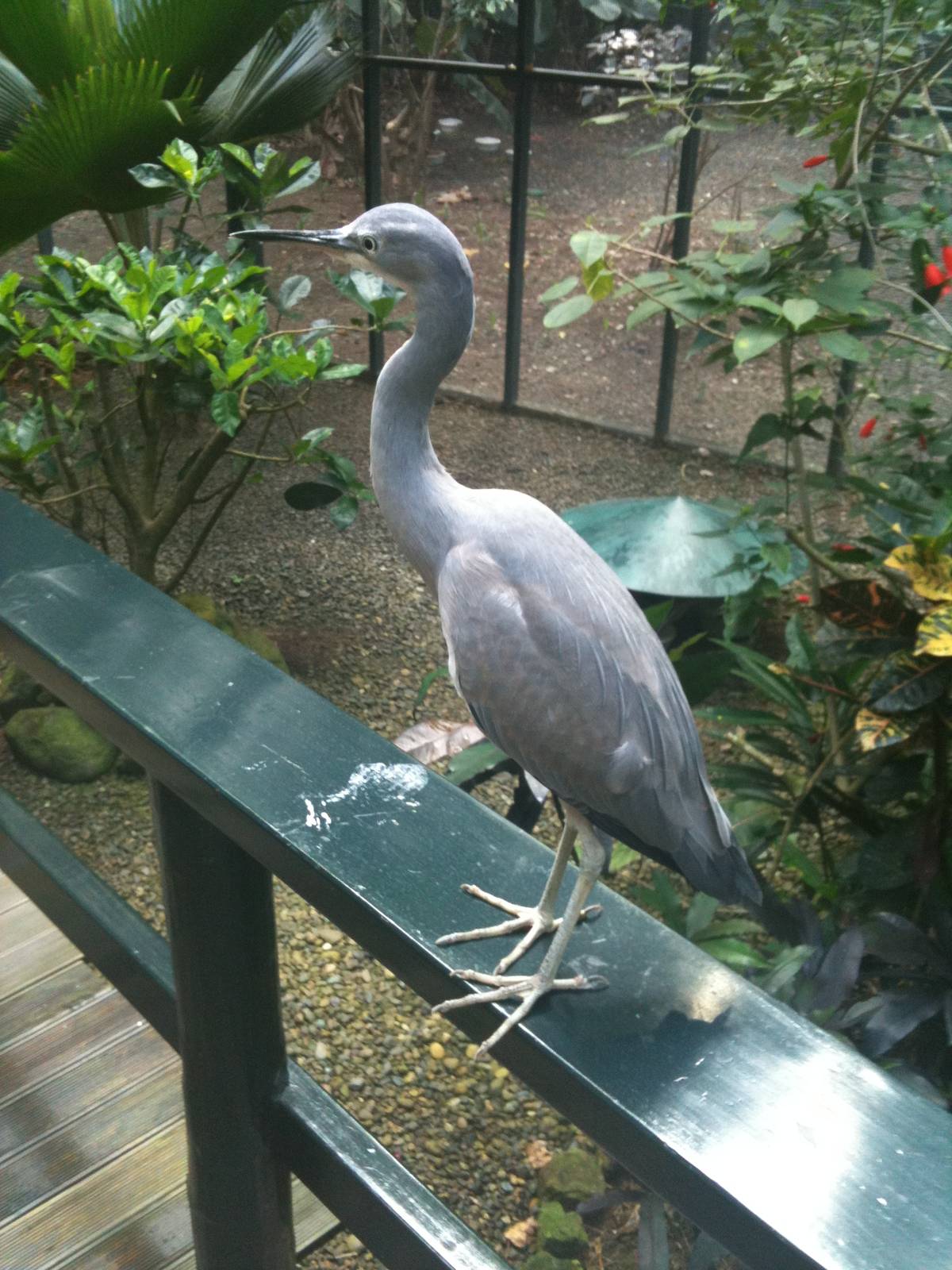 Wetland Birds exhibit juvenile Grey egret