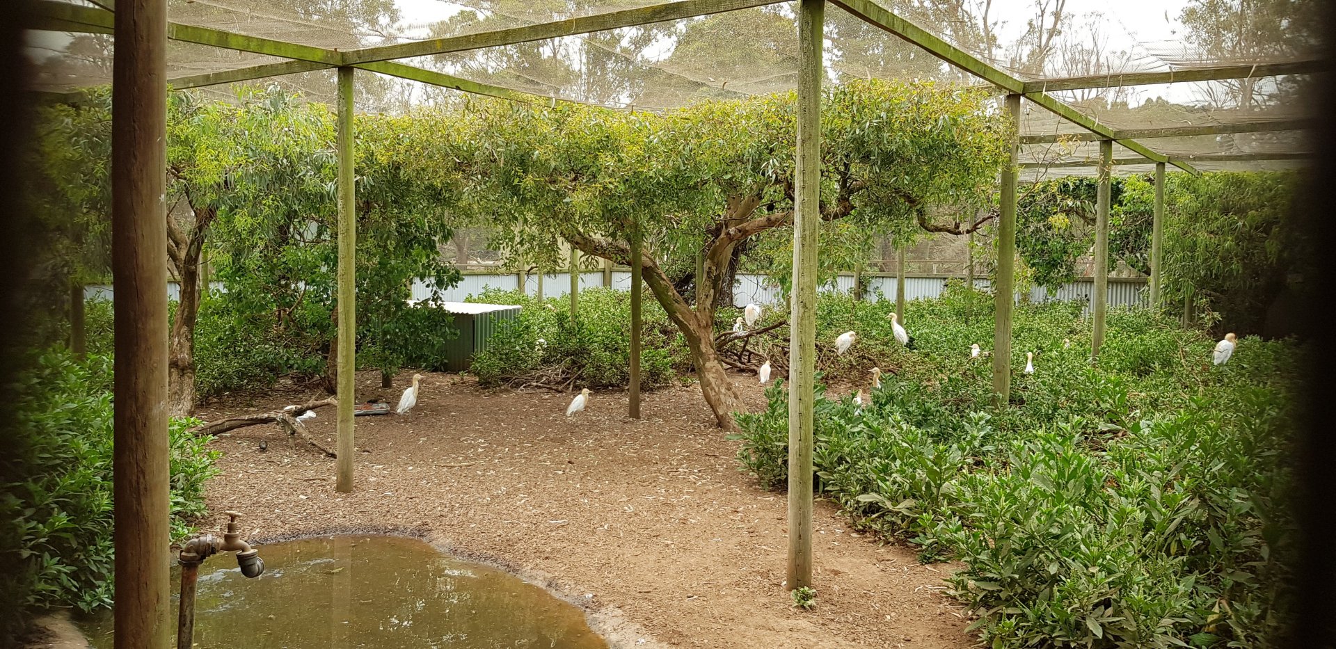 Wetland birds, mostly cattle egrets