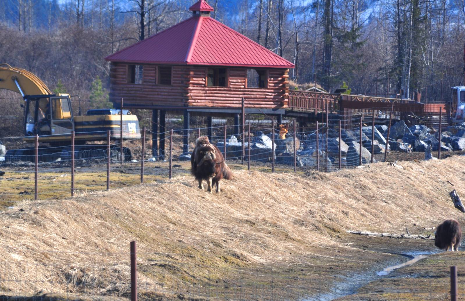 Wetland Overlook (Spring Renovations) and Musk Ox Exhibit