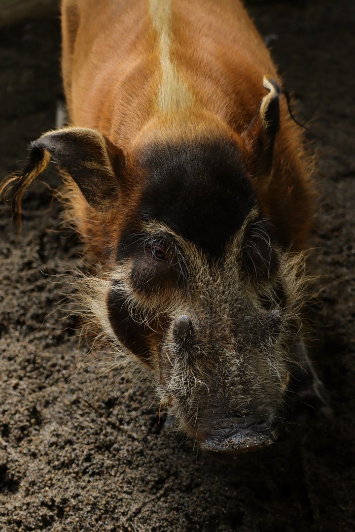 Wetland - Red River Hog