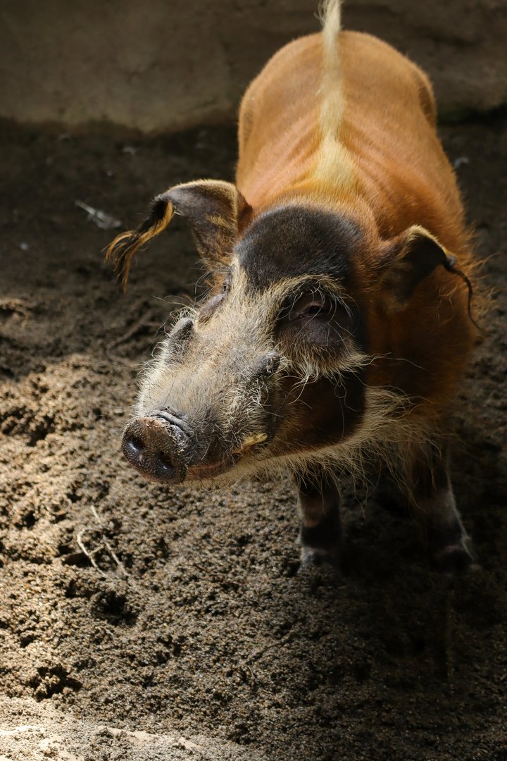 Wetland - Red River Hog