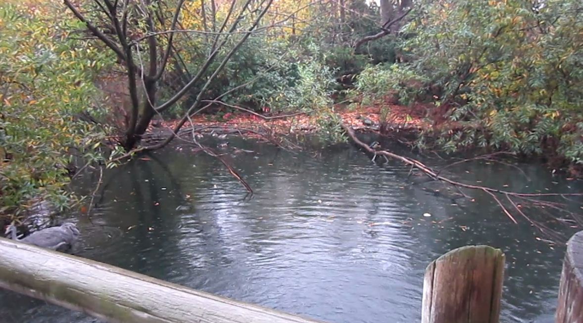 Wetland Trail-Florida Sandhill Crane exhibit