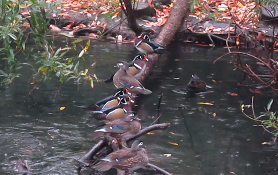 Wetland Trail-Wood Ducks