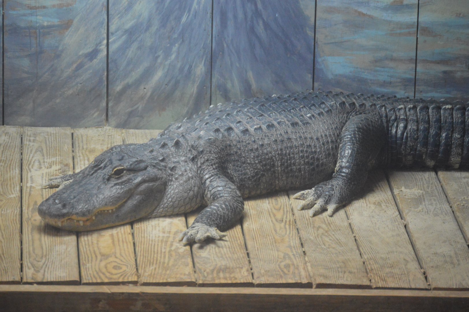 Wetlands - American Alligator (Alligator mississippiensis)