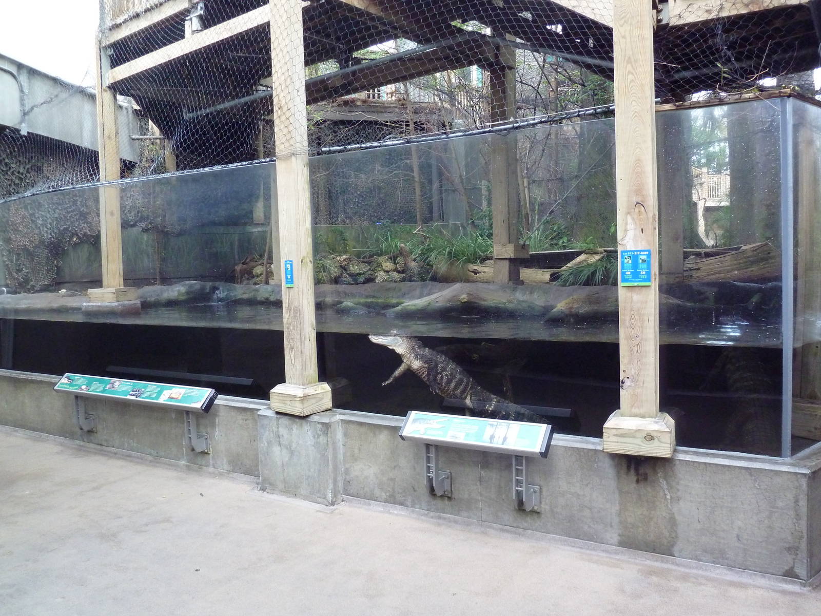 Wetlands - American Alligator Exhibit