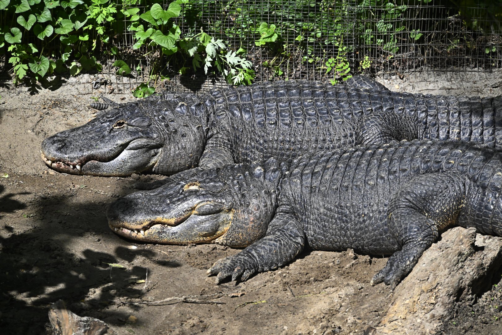Wetlands - American Alligators (Alligator mississippiensis)