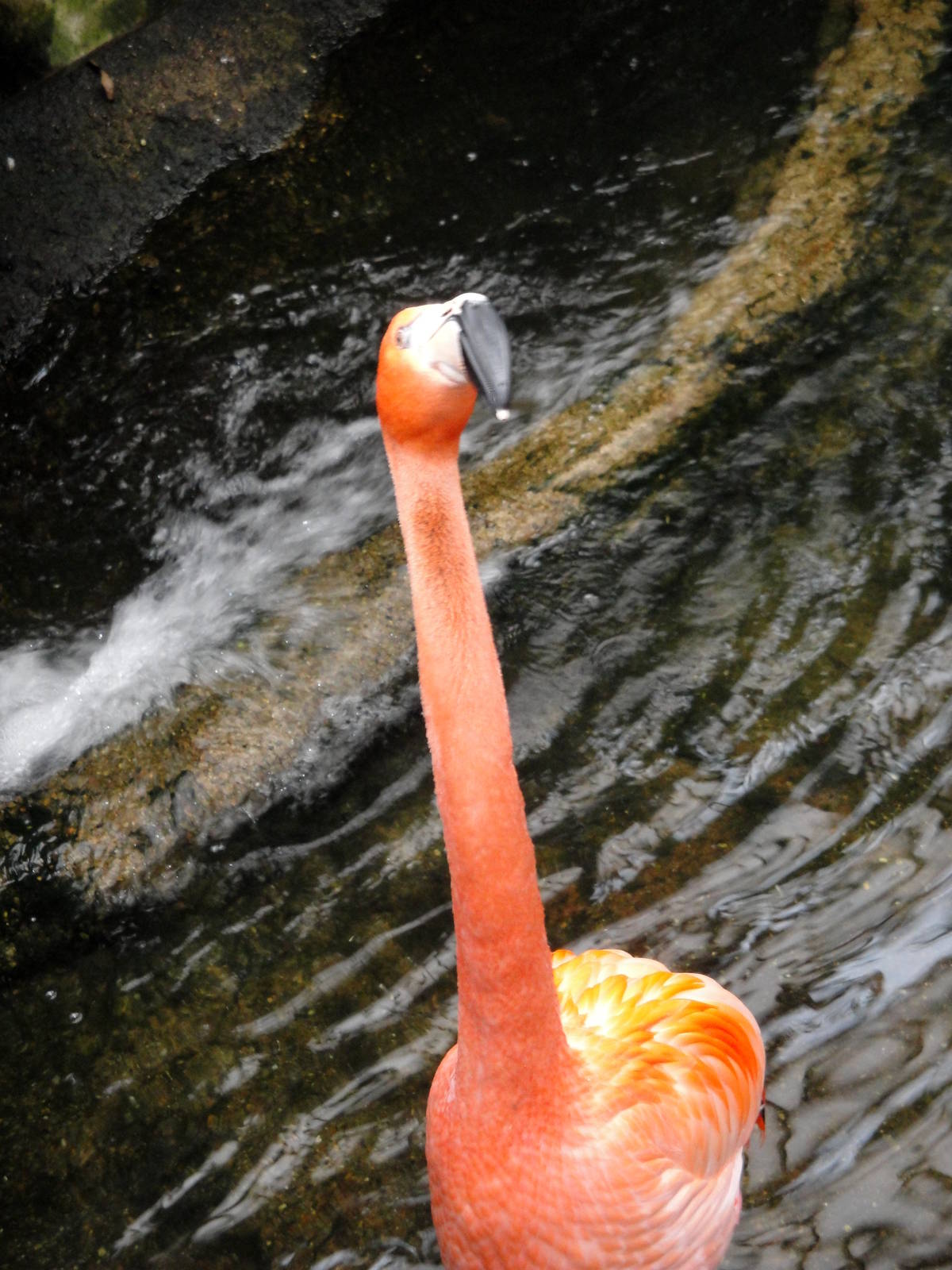 Wetlands - American Flamingo