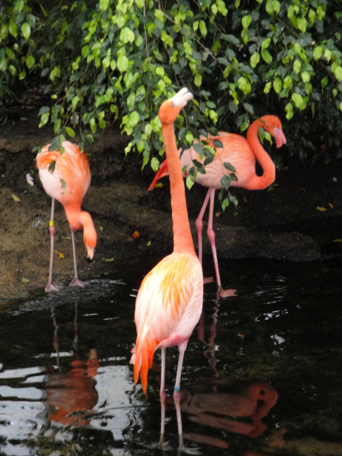 Wetlands - American Flamingos