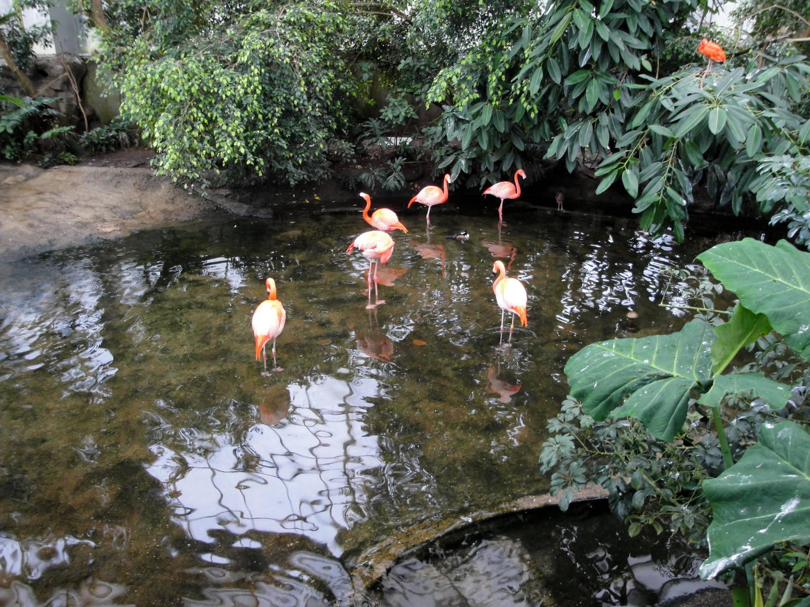 Wetlands - American Flamingos