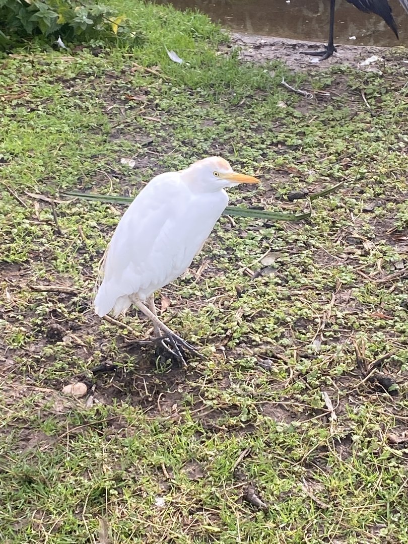 Wetlands Aviary - Cattle egret 231022