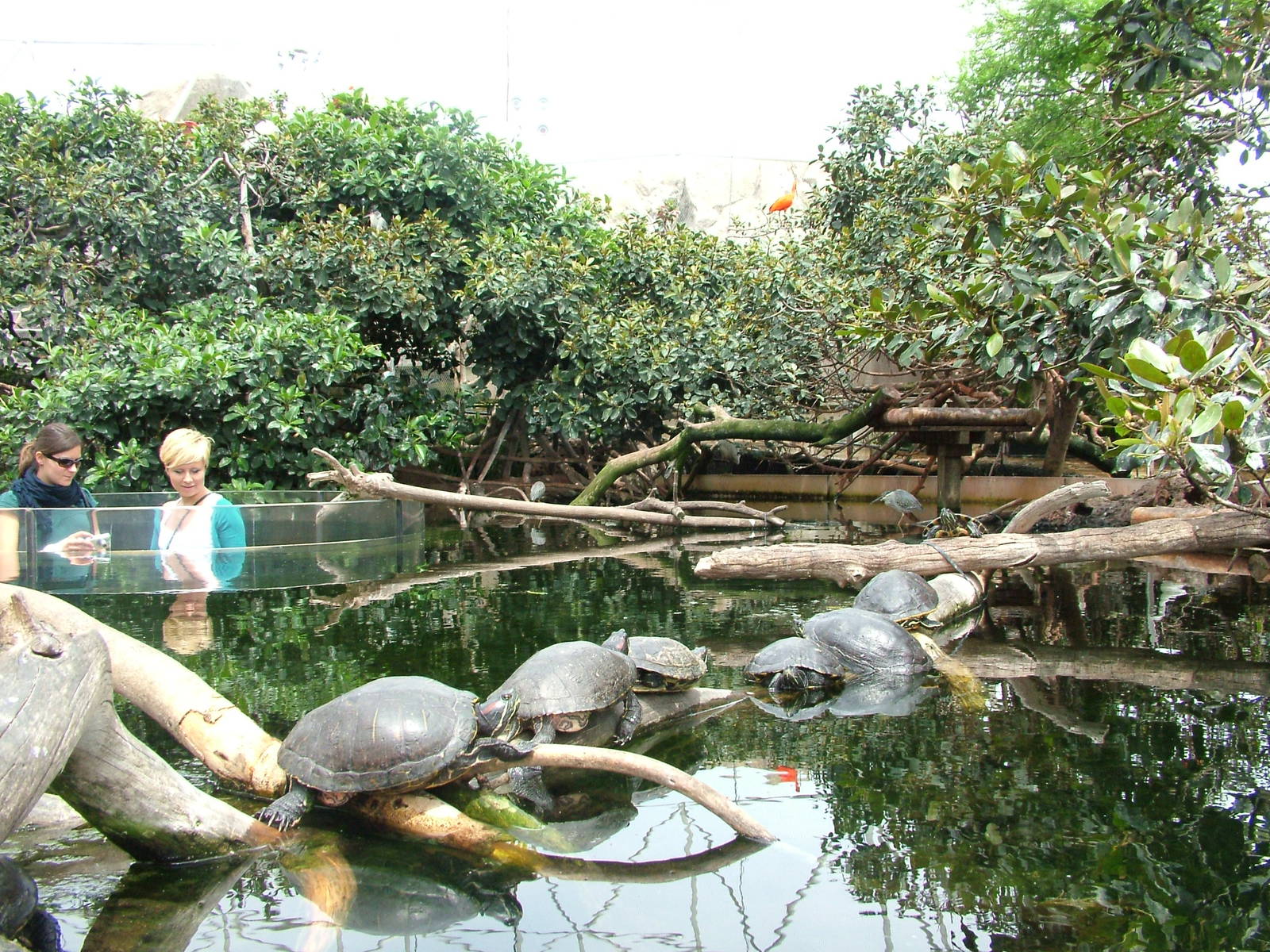 Wetlands Aviary Interior at Oceanografic, 29/05/11
