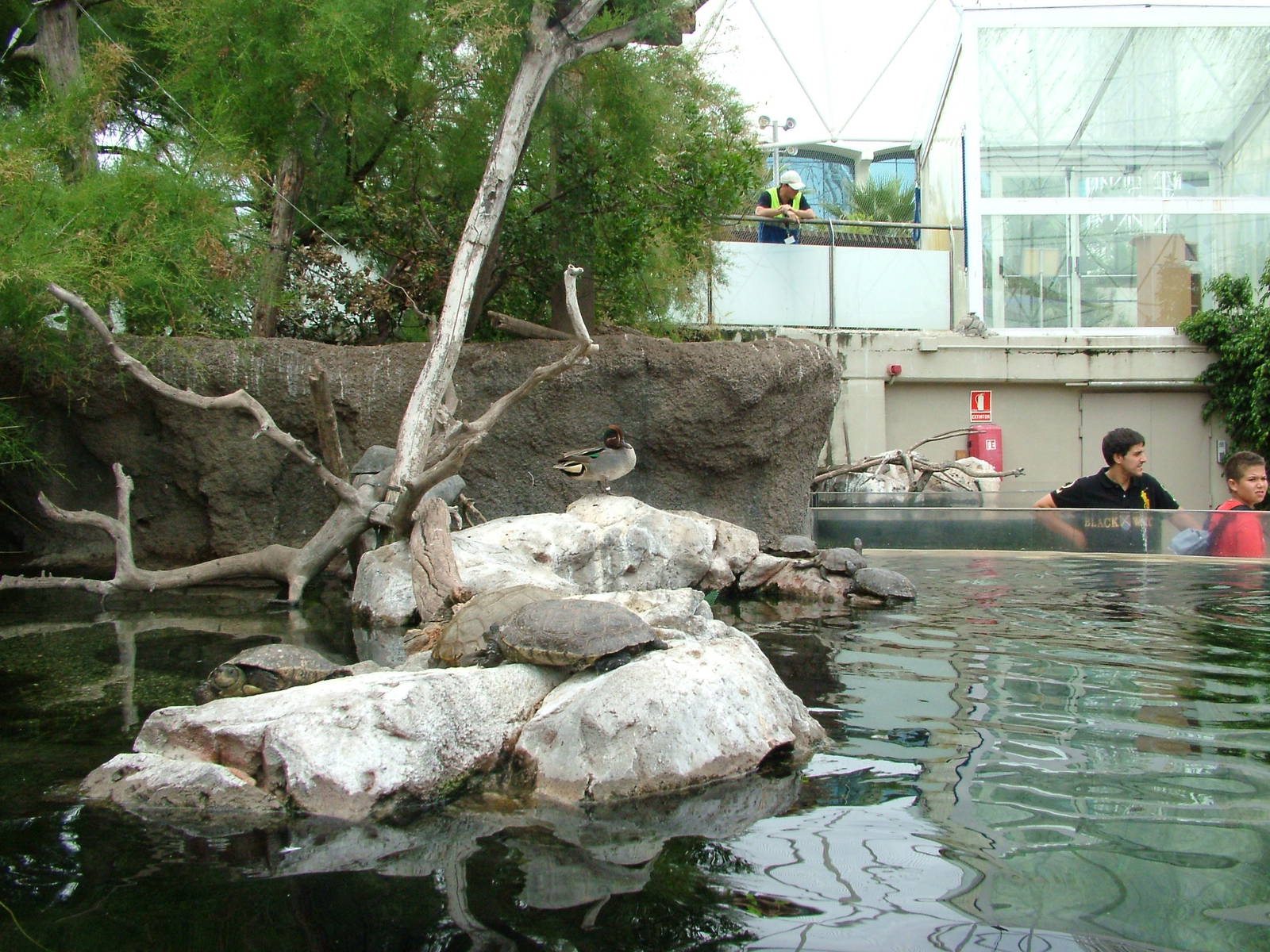 Wetlands Aviary Interior at Oceanografic, 29/05/11