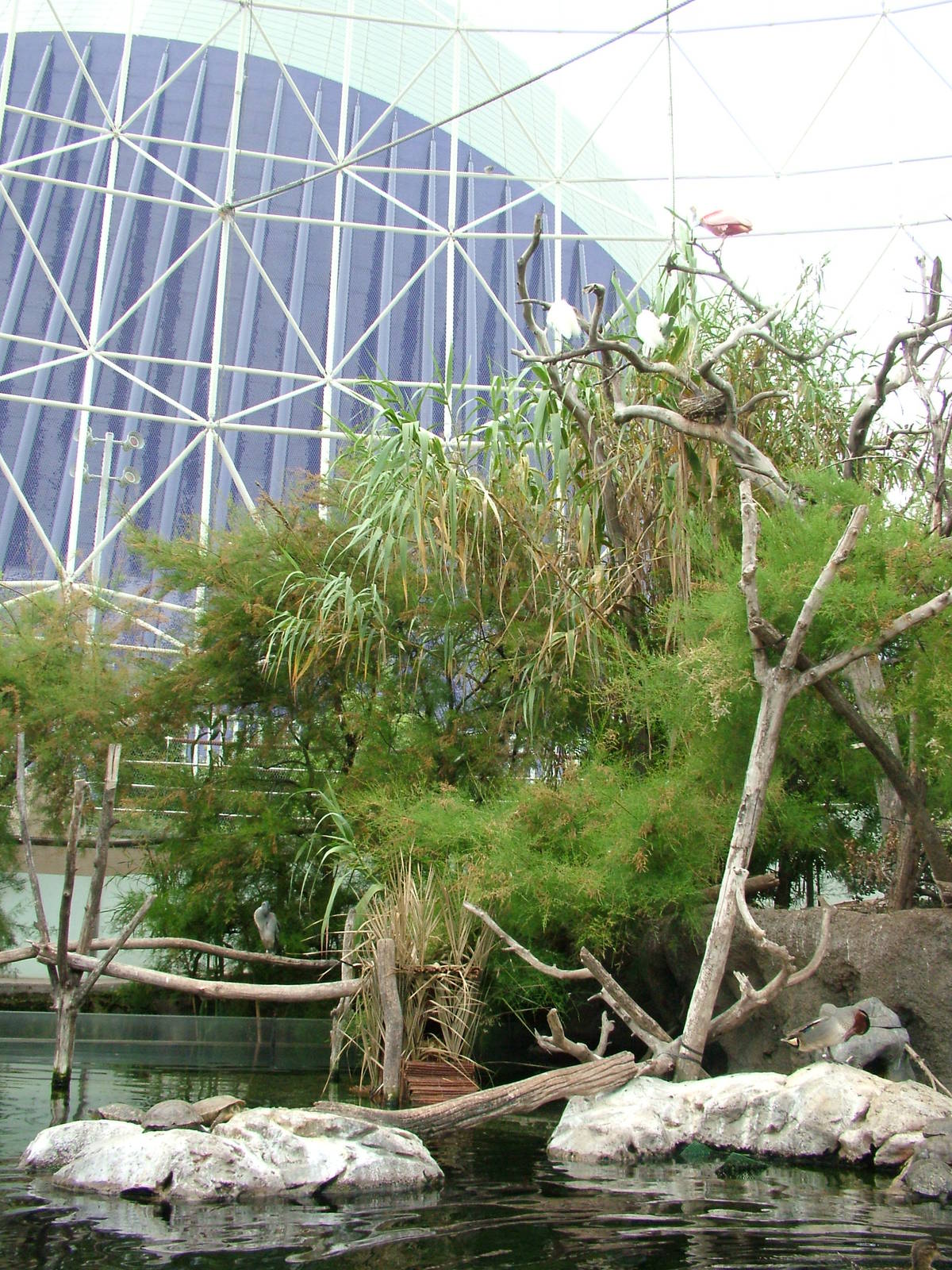 Wetlands Aviary Interior at Oceanografic, 29/05/11