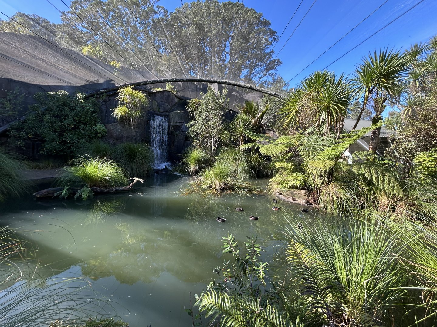Wetlands Aviary - Te Wao Nui