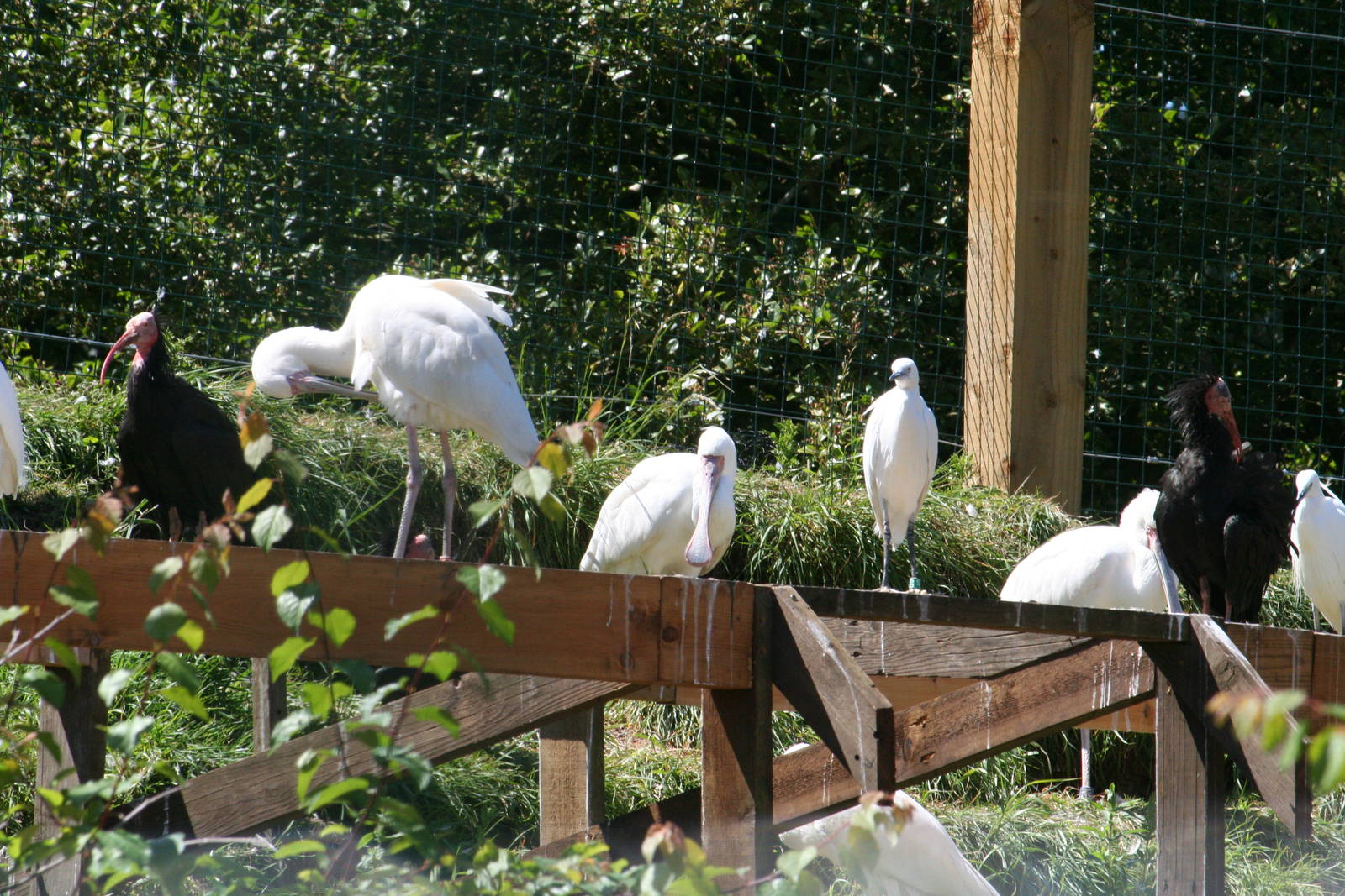 Wetlands Aviary