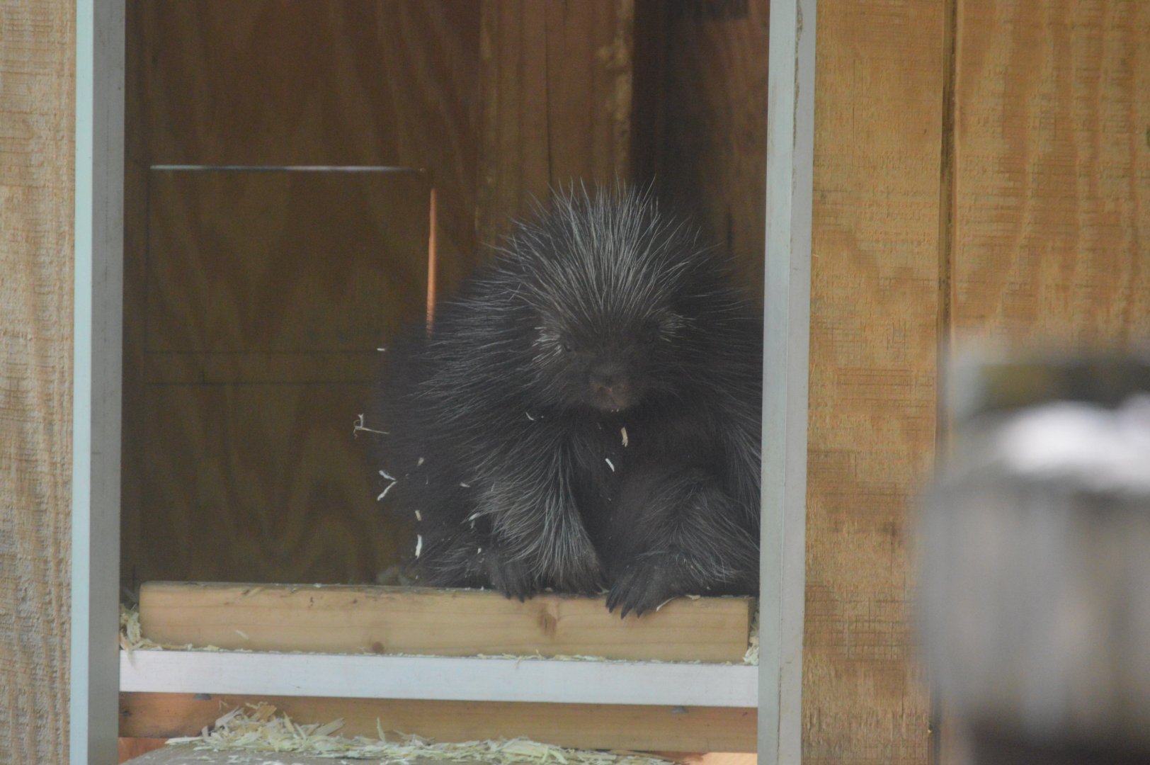 Wetlands - Baby North American Porcupine