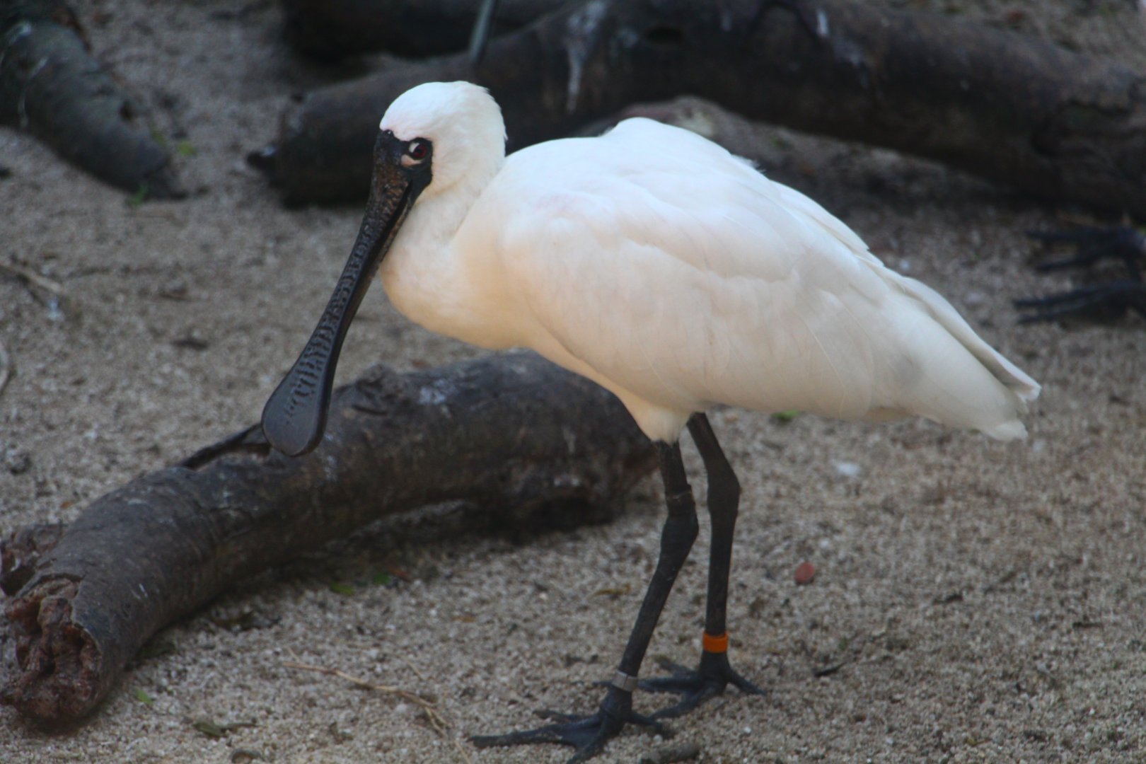 Wetlands - Black-faced Spoonbill
