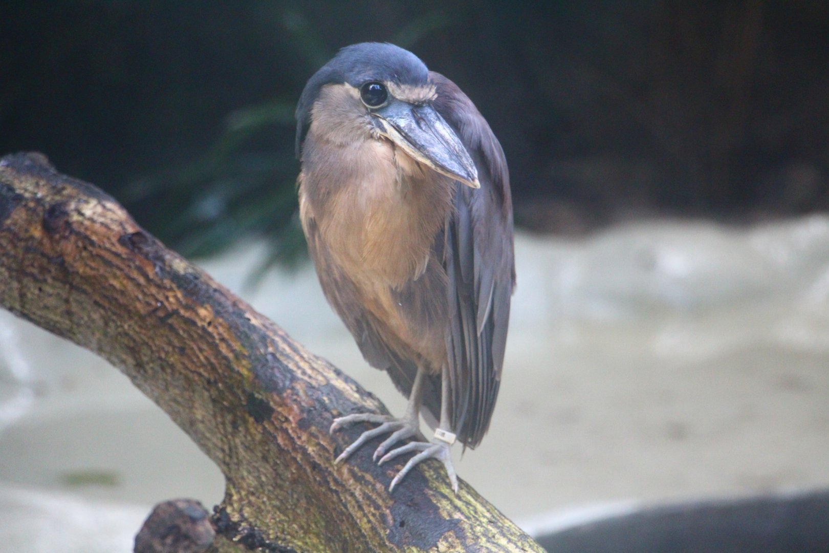 Wetlands - Boat-billed Heron