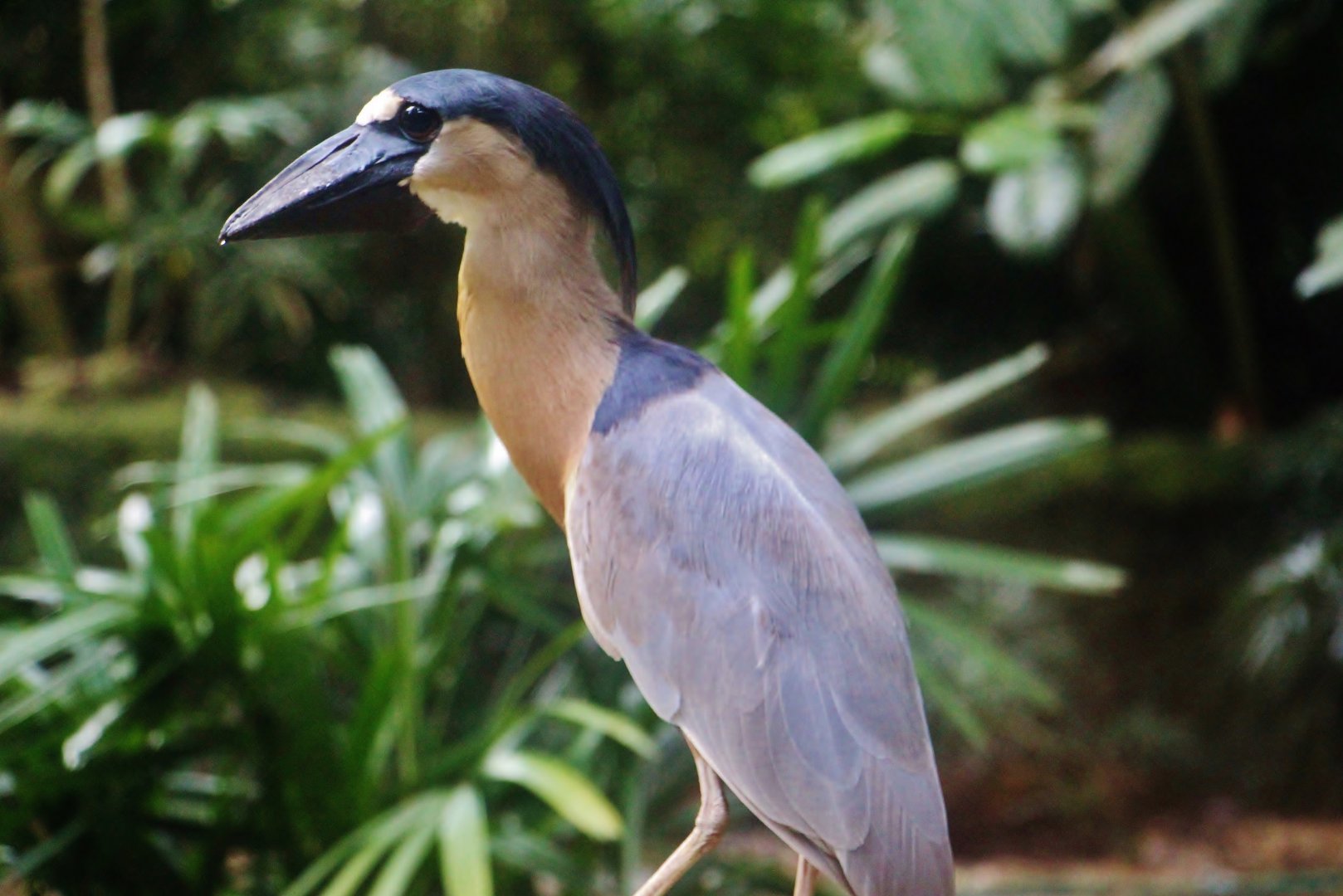 Wetlands - Boat-billed Heron