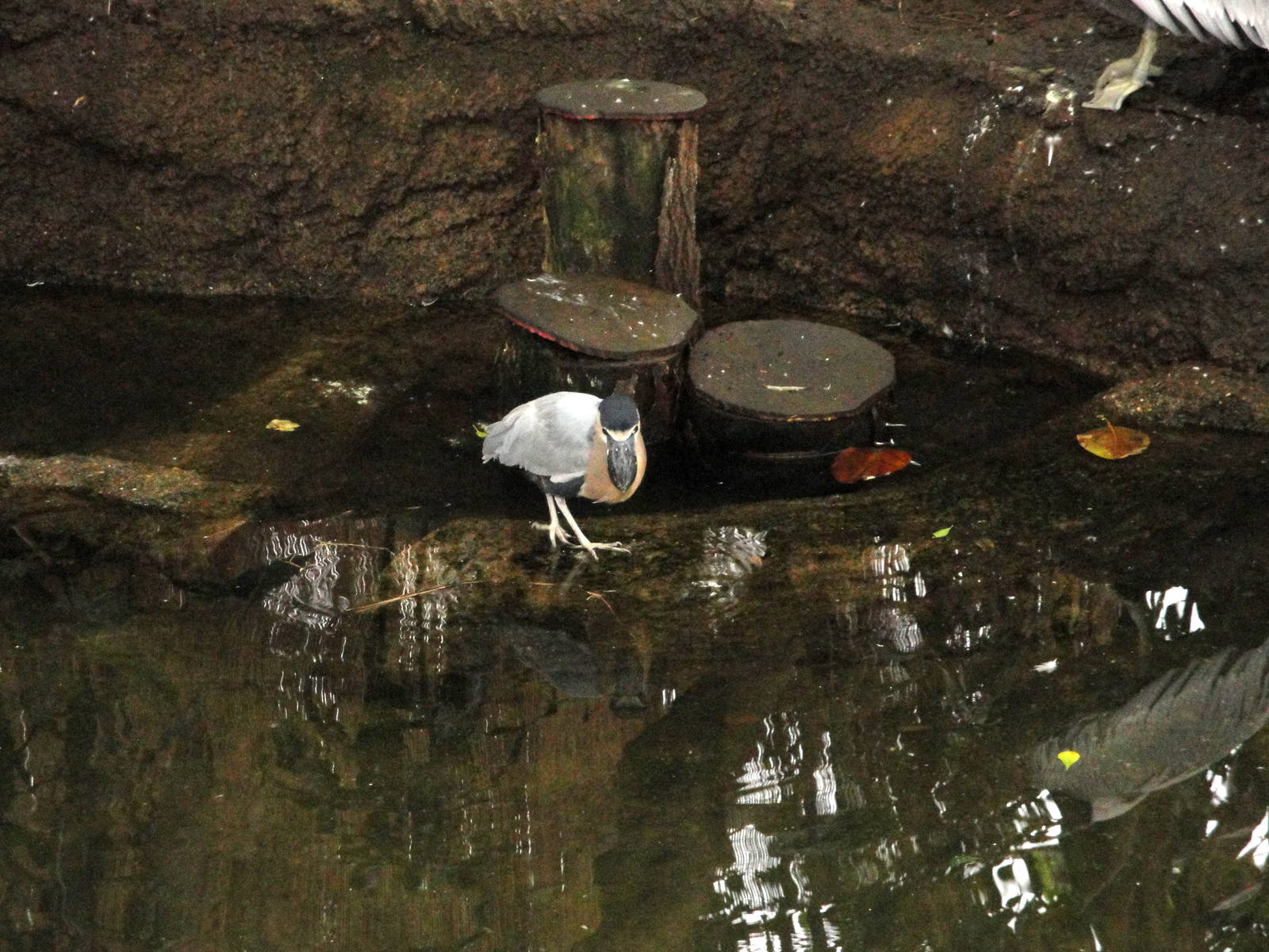 Wetlands - Boat-billed Heron