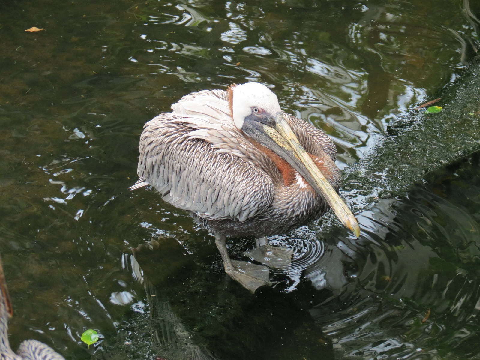 Wetlands - Brown Pelican