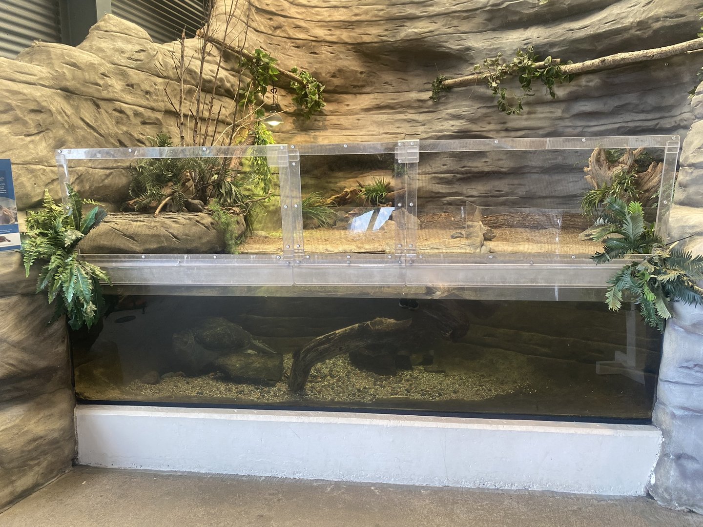 Wetlands - Common Snapping Turtle + Banding's Turtle/Wood Turtle Exhibits