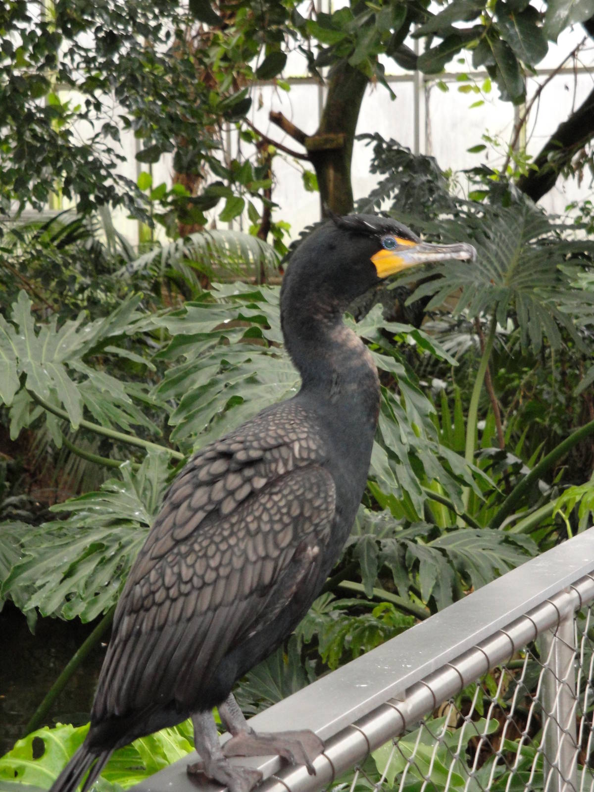 Wetlands - Cormorant