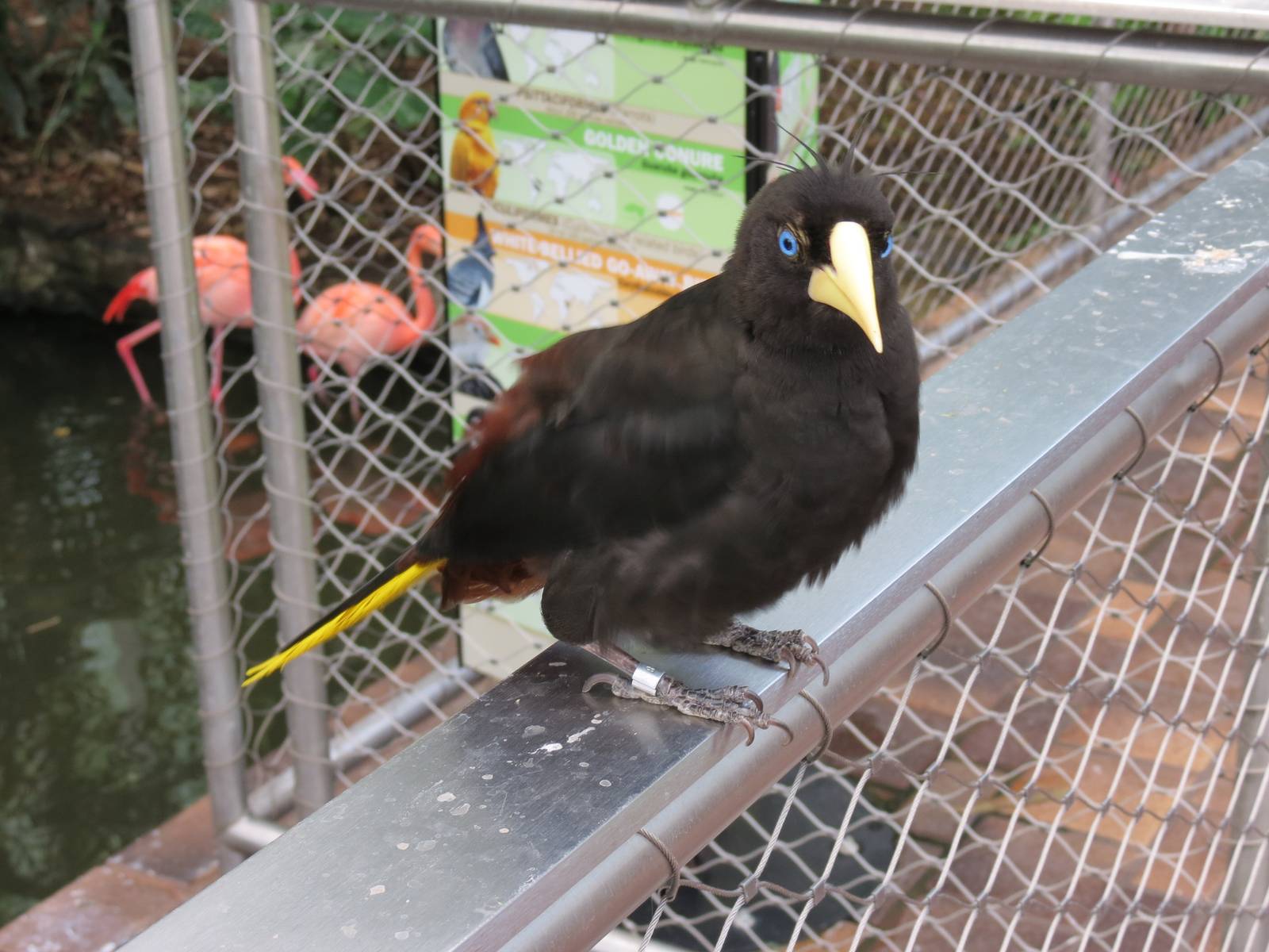 Wetlands - Crested Oropendola