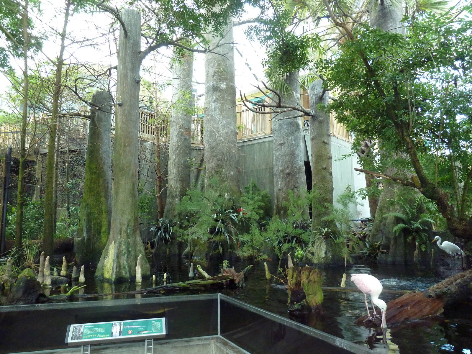 Wetlands - Cypress Swamp Exhibit