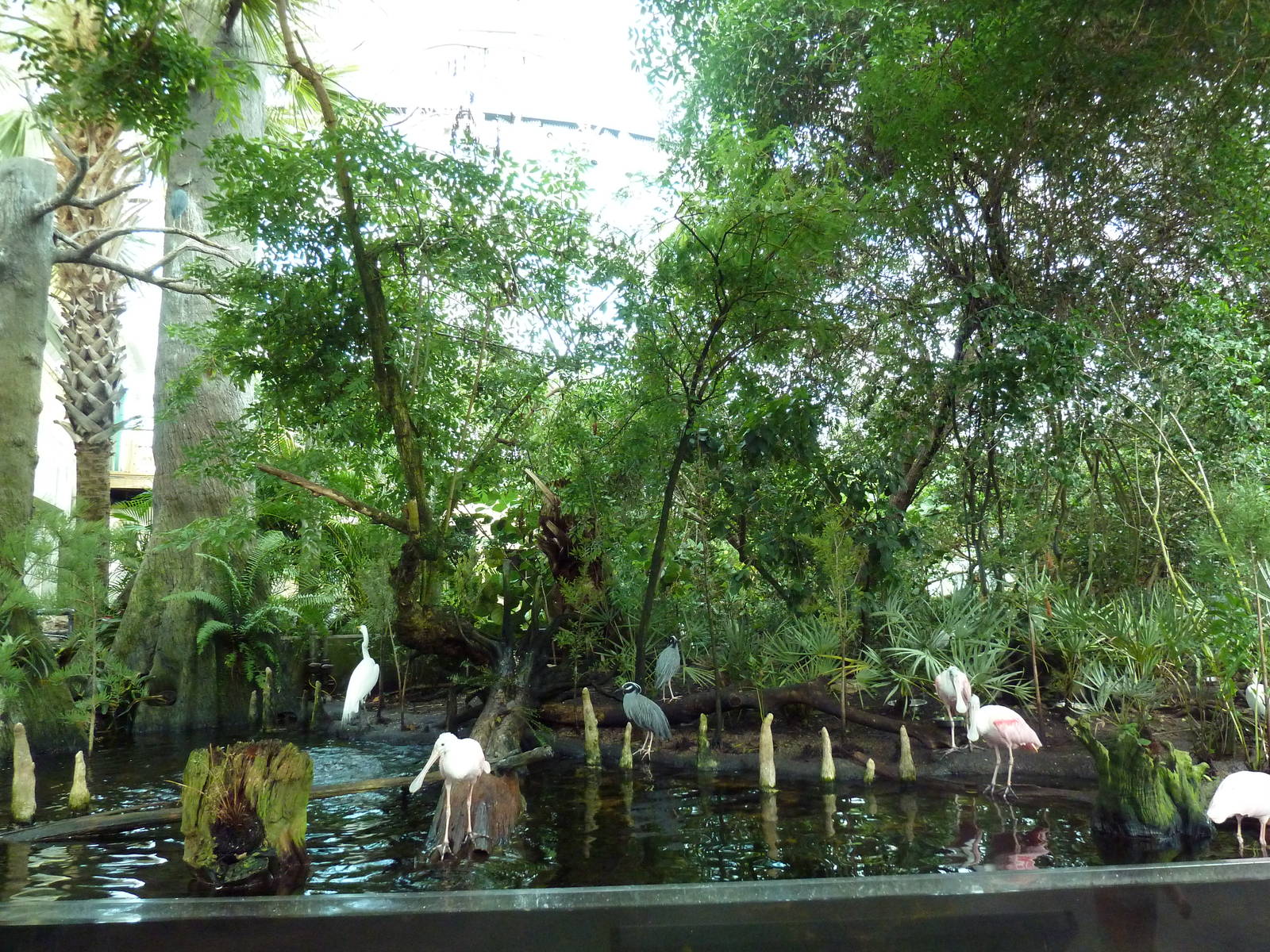 Wetlands - Cypress Swamp Exhibit