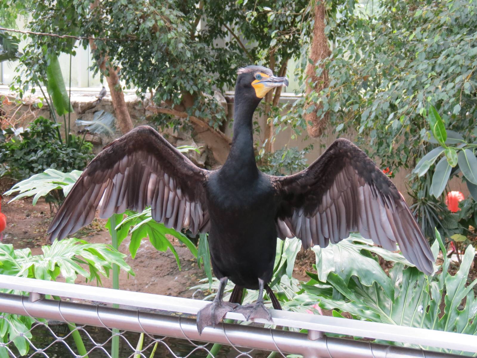 Wetlands - Double-crested Cormorant