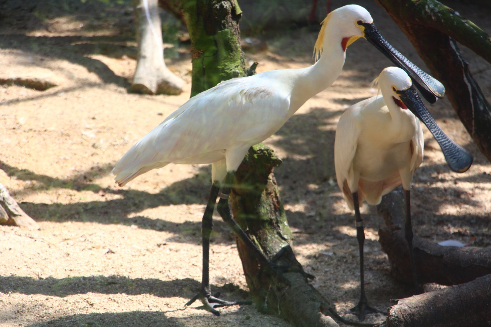 Wetlands - Eurasian Spoonbill