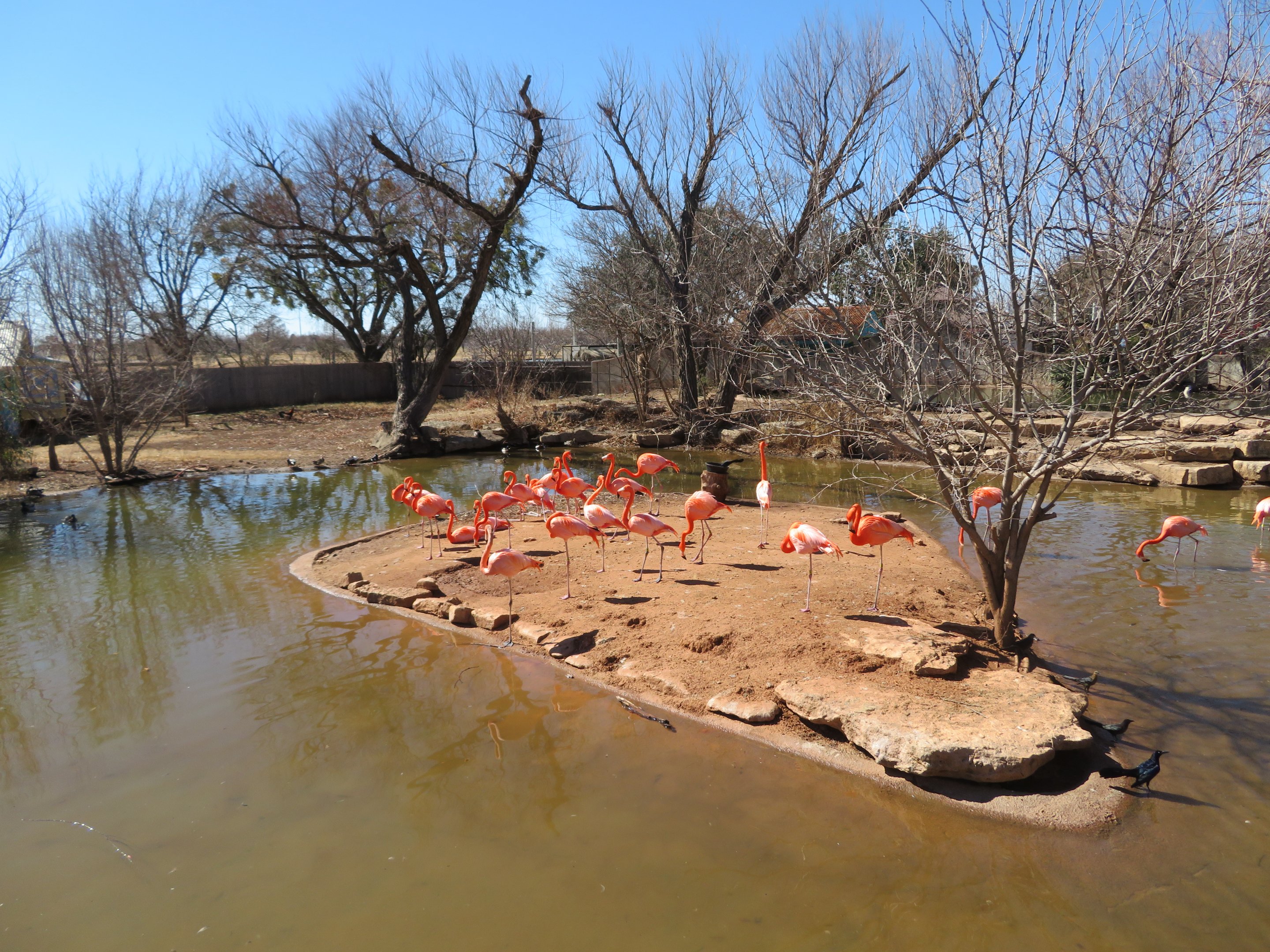 Wetlands - Flamingo/Waterfowl Pond