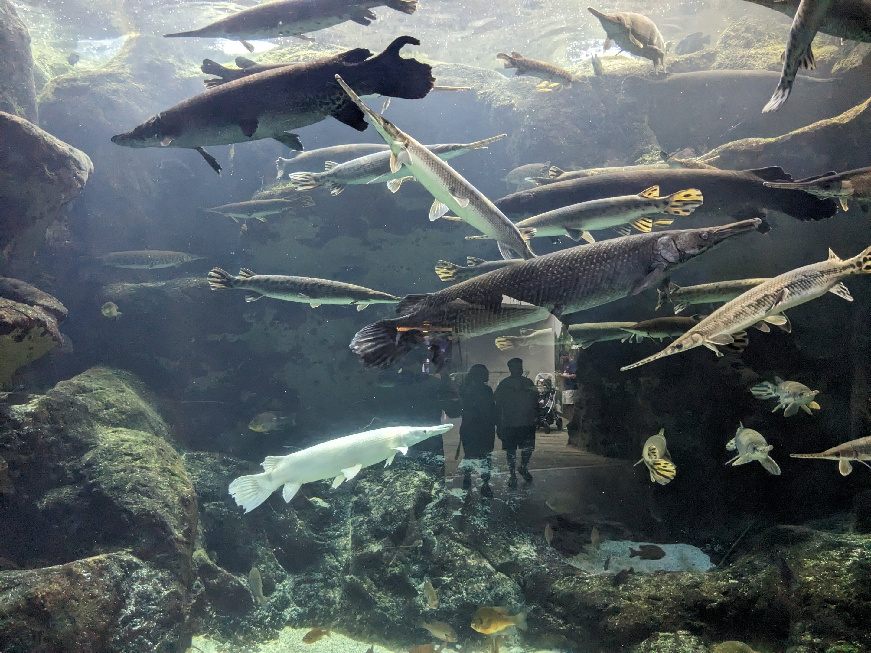 Wetlands - Gar and recently added leucitic gar