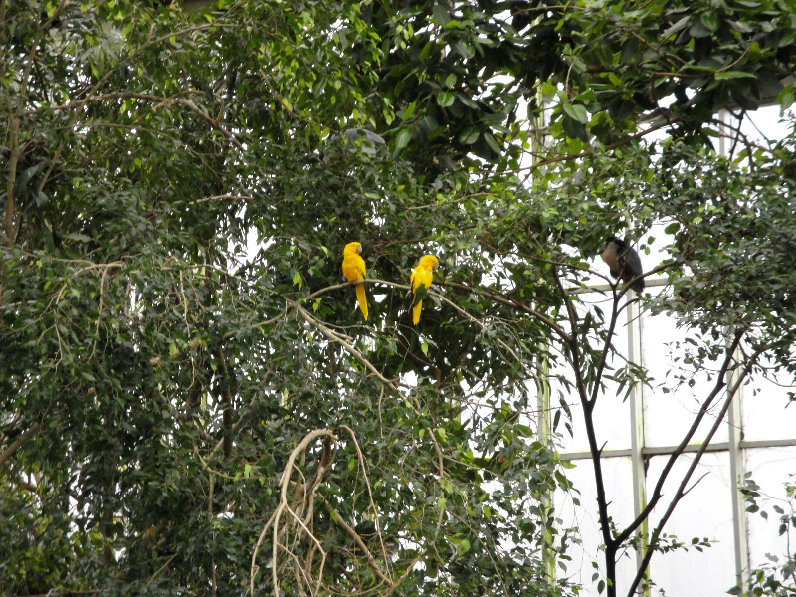 Wetlands - Golden Conure