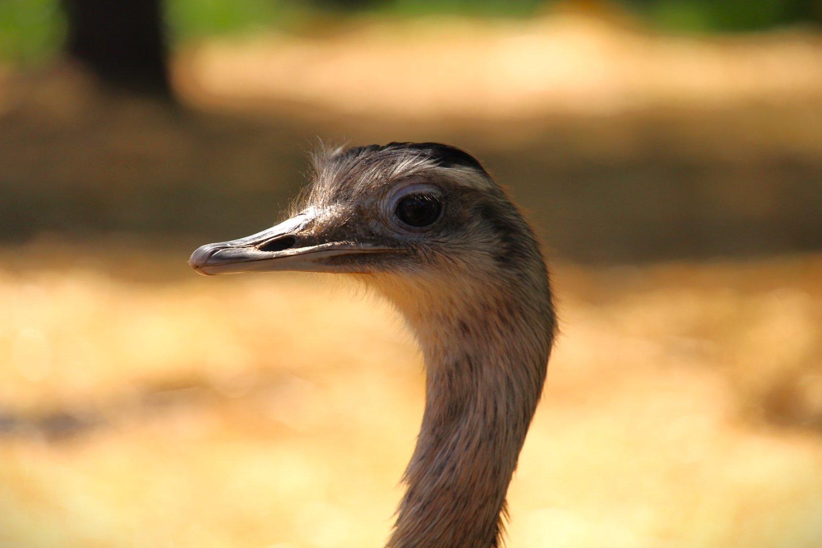 Wetlands - Greater Rhea