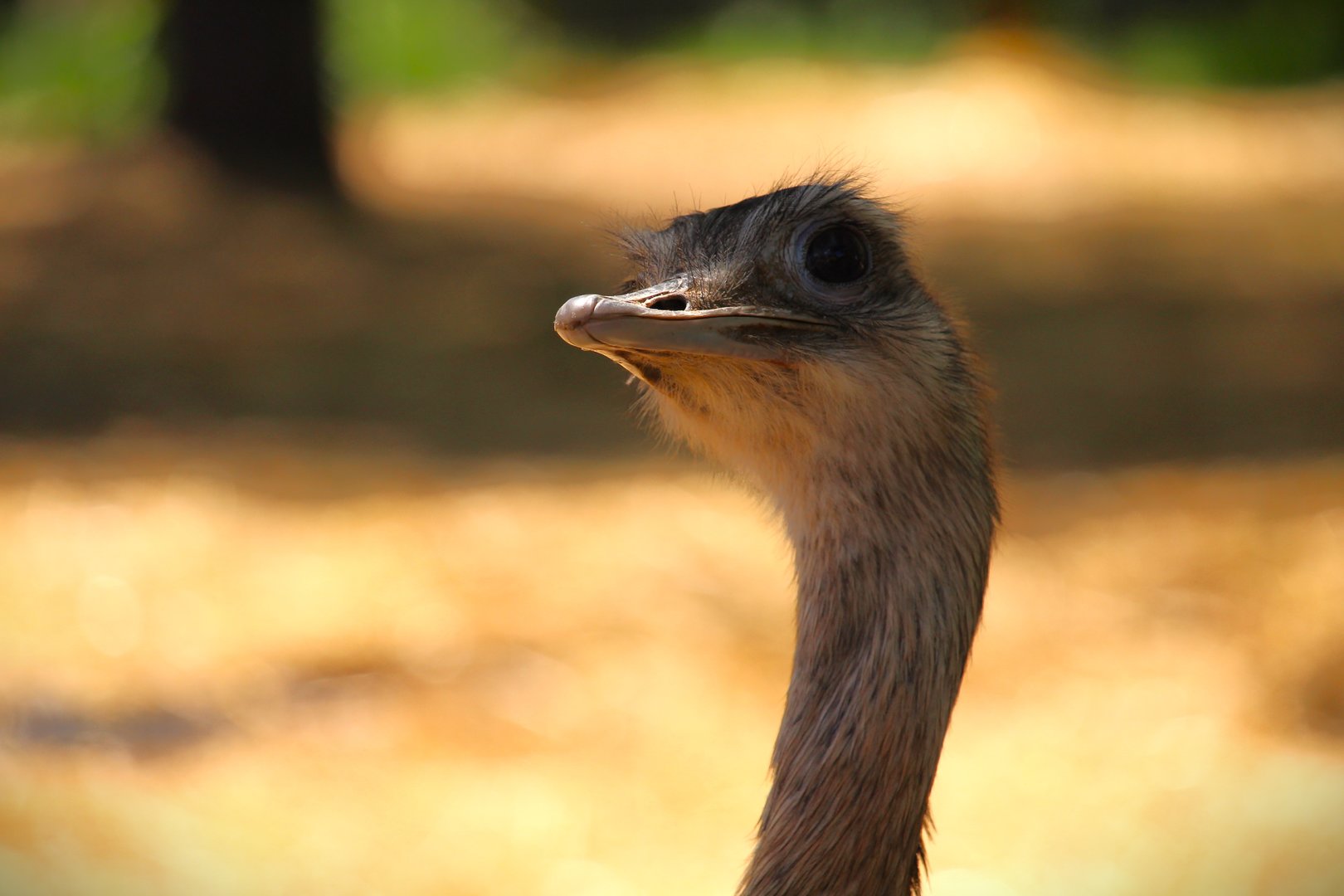 Wetlands - Greater Rhea