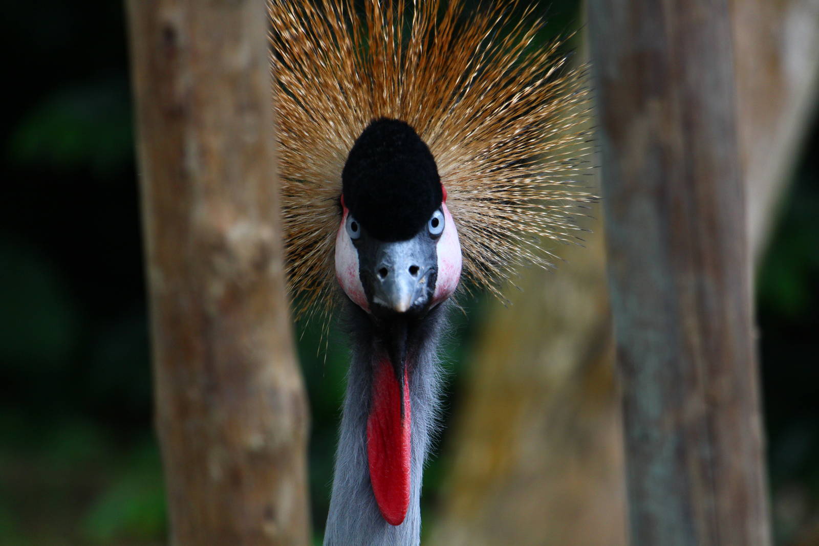 Wetlands - Grey Crowned Crane