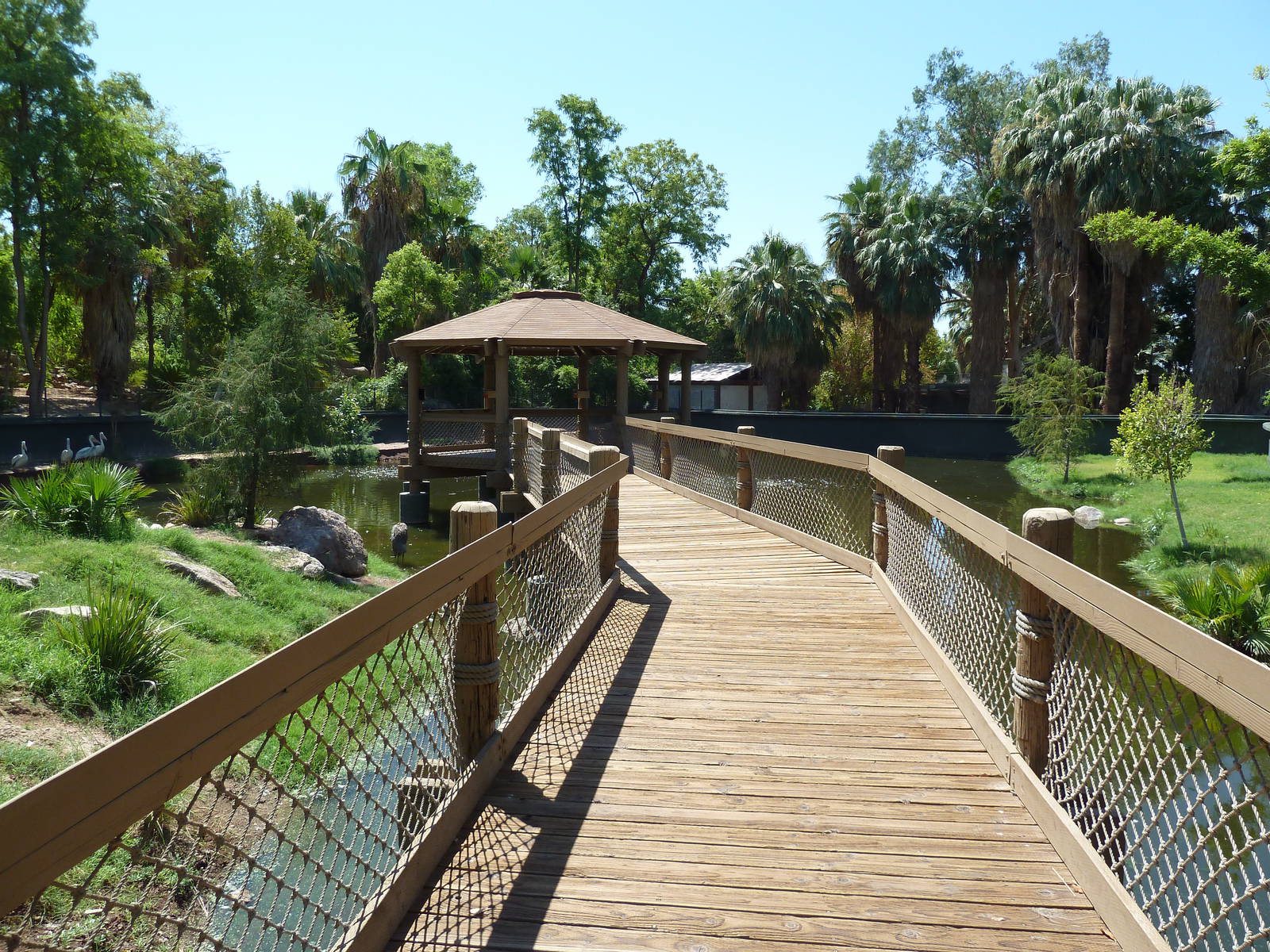 Wetlands Habitat (5 Species)