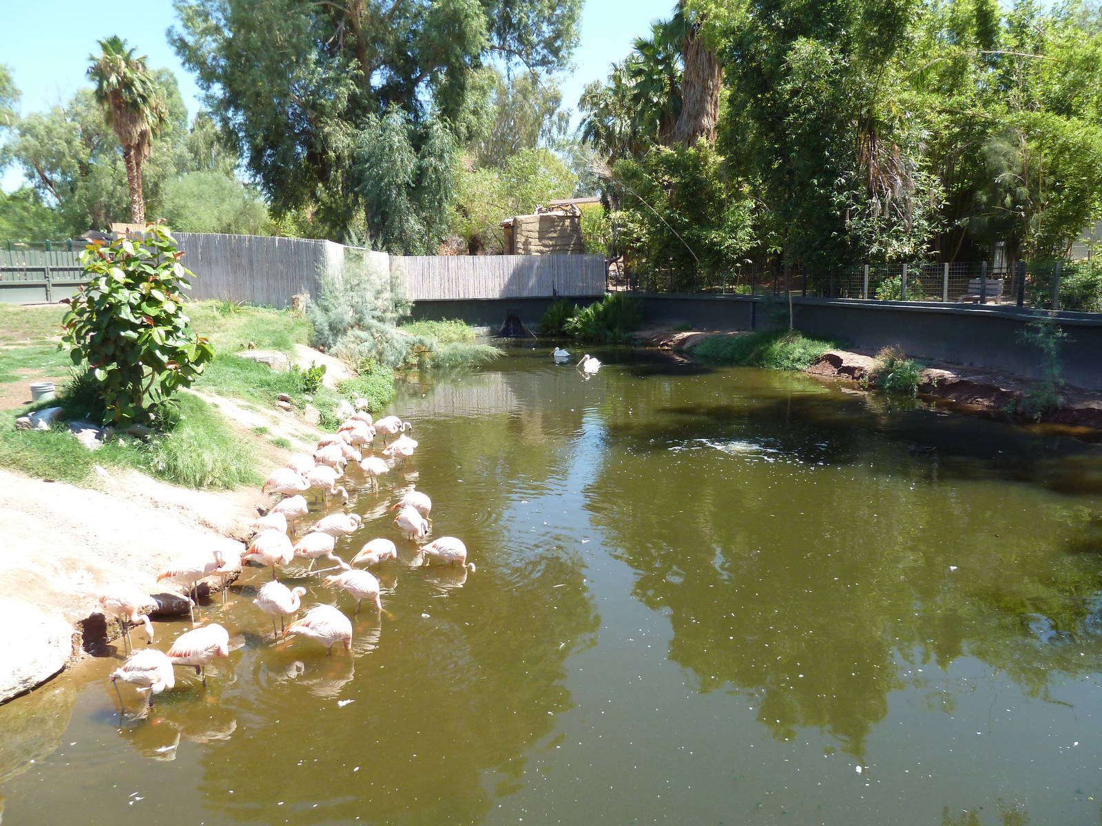 Wetlands Habitat (5 Species)