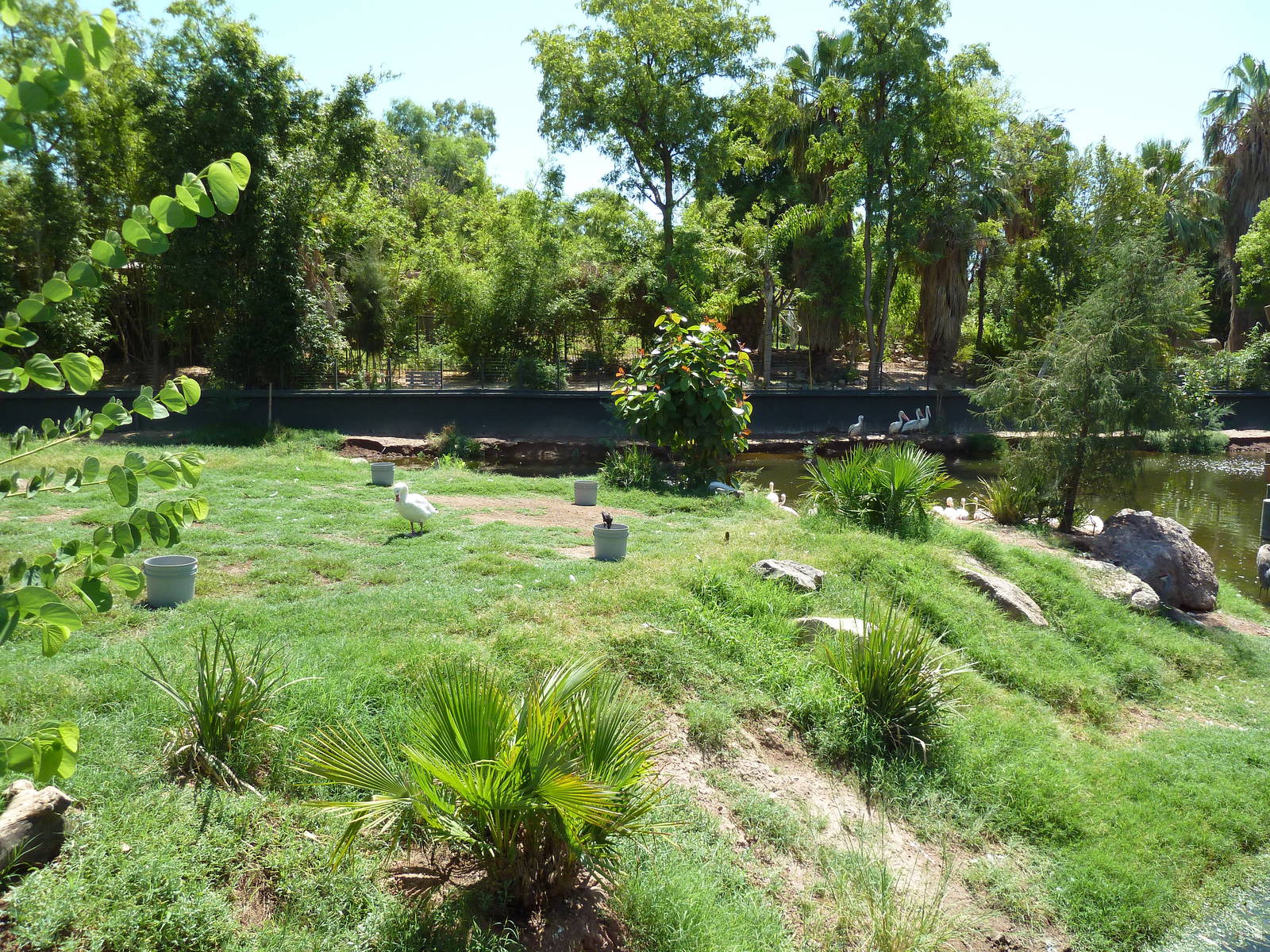 Wetlands Habitat (5 Species)