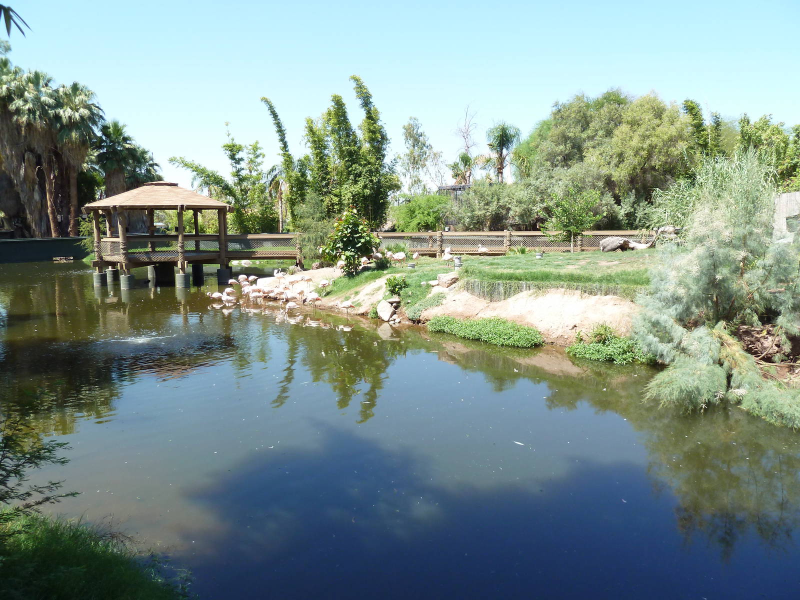Wetlands Habitat (5 Species)
