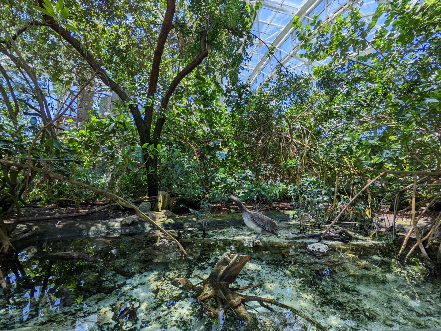 Wetlands habitat with brown pelican