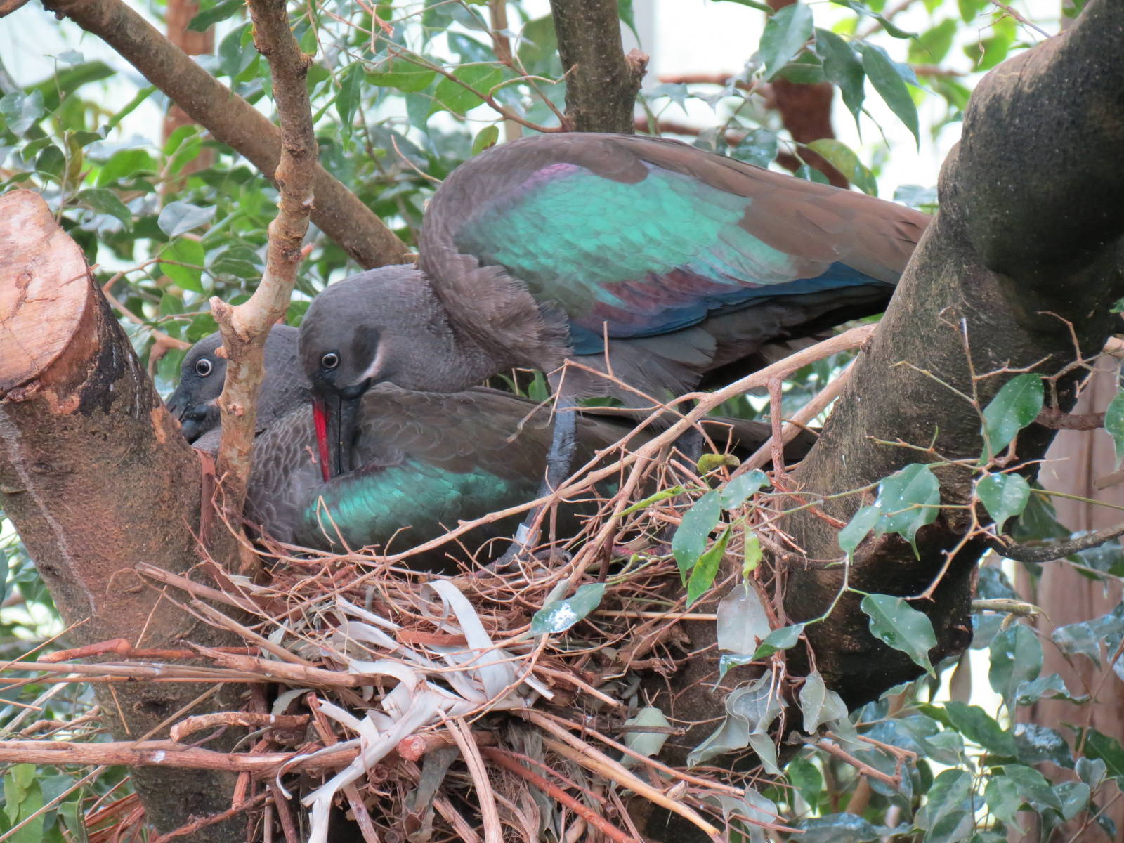 Wetlands - Hadada Ibis