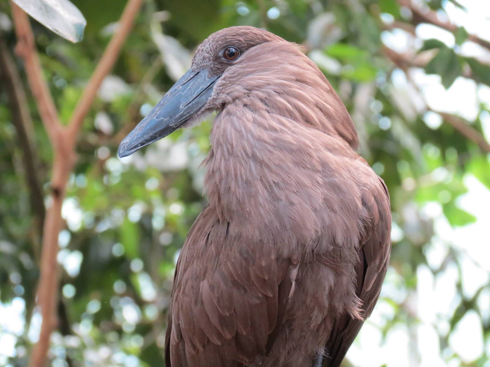 Wetlands - Hamerkop