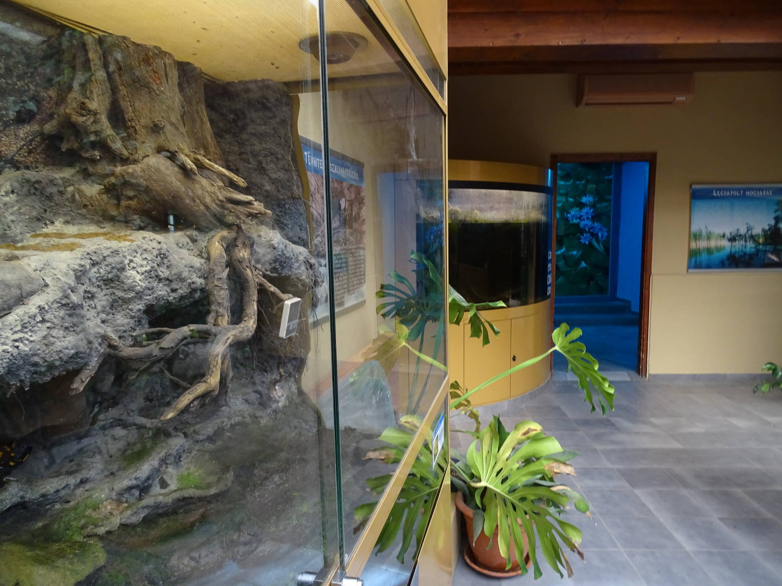 Wetlands house - fire salamanders