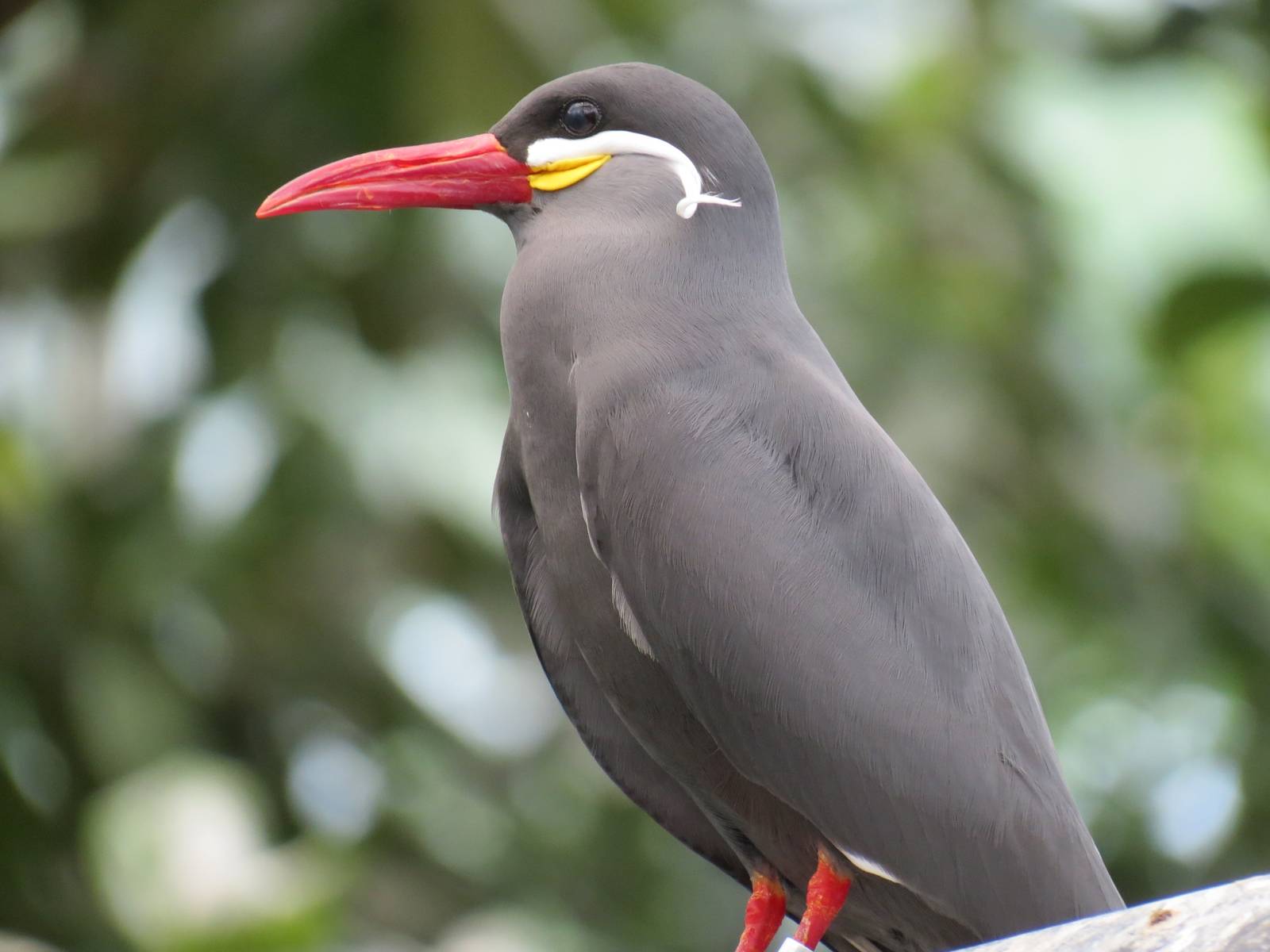 Wetlands - Inca Tern