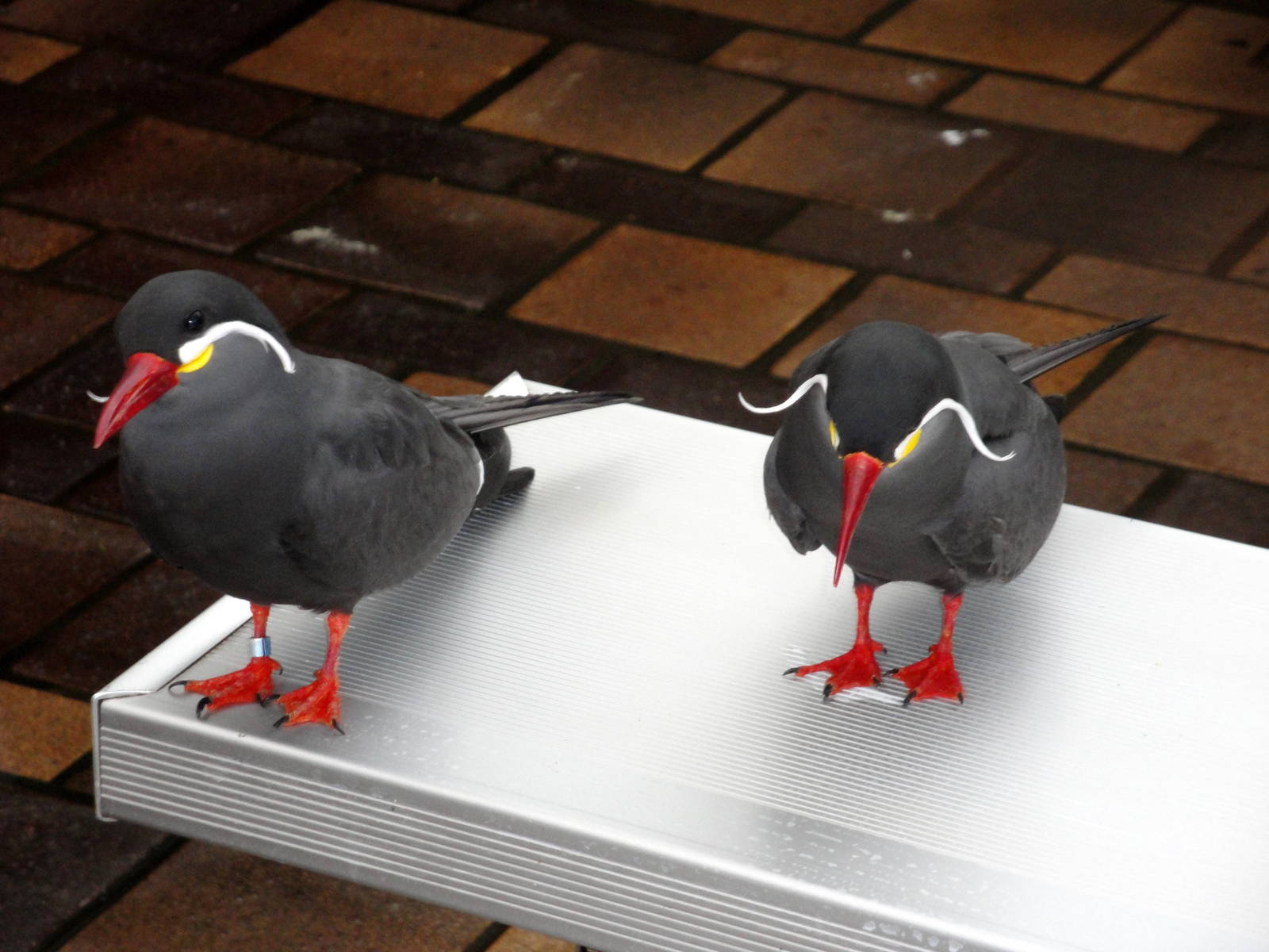 Wetlands - Inca Terns